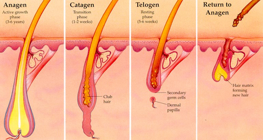 regrow hair protocol